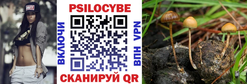 Псилоцибиновые грибы Cubensis Курлово